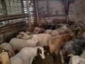 свободни овце, кочове , снимка 5
