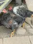 Продавам петли., снимка 9