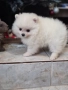 Померан , снимка 5