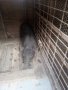 виетнамско мъжко прасе на три месеца