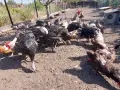 продавам пуйки,патици,кокошки, снимка 4