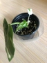 Philodendron White Princess , снимка 2
