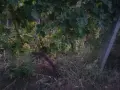 десертно грозде брестовица, снимка 2