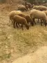  Продавам черноглави агнета, снимка 2