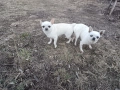 мъжко чихуахуа , снимка 2