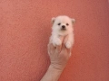 Мини Шпиц - Померан. Мъжки и женски кученца. , снимка 5