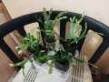 Мини Коледниче цикламено - стар сорт, снимка 5