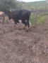 16 броя крави юници, снимка 9