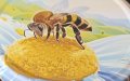Продавам пчелен мед, снимка 1 - Други - 41795198