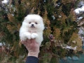 Момиченце. Померан., снимка 4
