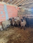 Селскостопански животни , снимка 3