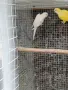 Двойка папагали монах , снимка 1