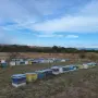 пчелни семейства , снимка 1