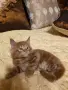 Мейн куун котета, снимка 1