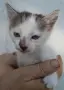 Вземете своето малко котенце подарък, снимка 2