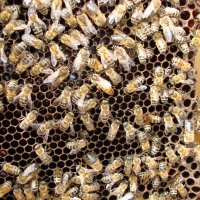 Пчелни семейства, ДБ, снимка 9 - За пчели - 39910963
