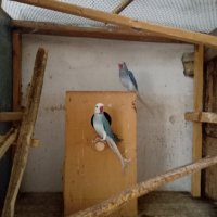 Продавам папагали малък Александър., снимка 2 - Папагали - 40129767