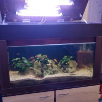 Продавам аквариум с цихлиди Мбуна, снимка 5 - Аквариуми - 41967981