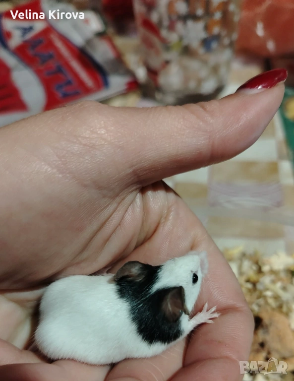 Подарявам две мишки панда, снимка 1