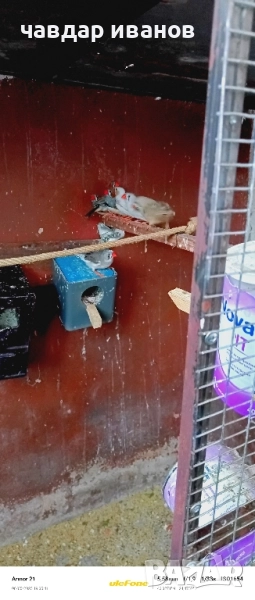 вълнисти папагали, какарики , снимка 1