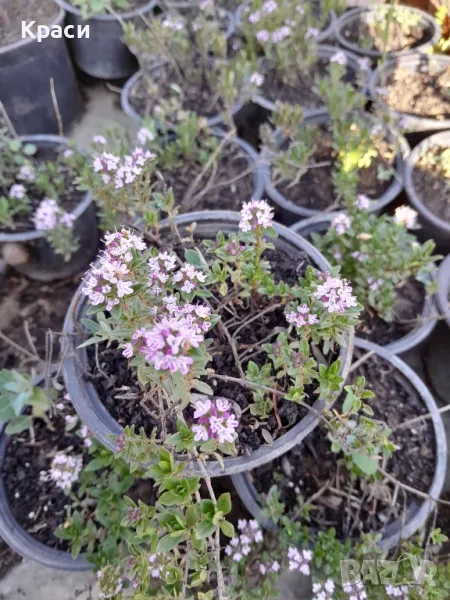 Мащерка,джоджен, снимка 1