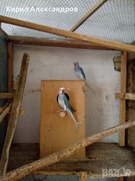 Продавам папагали малък Александър. в Папагали в гр. Горна Оряховица ...