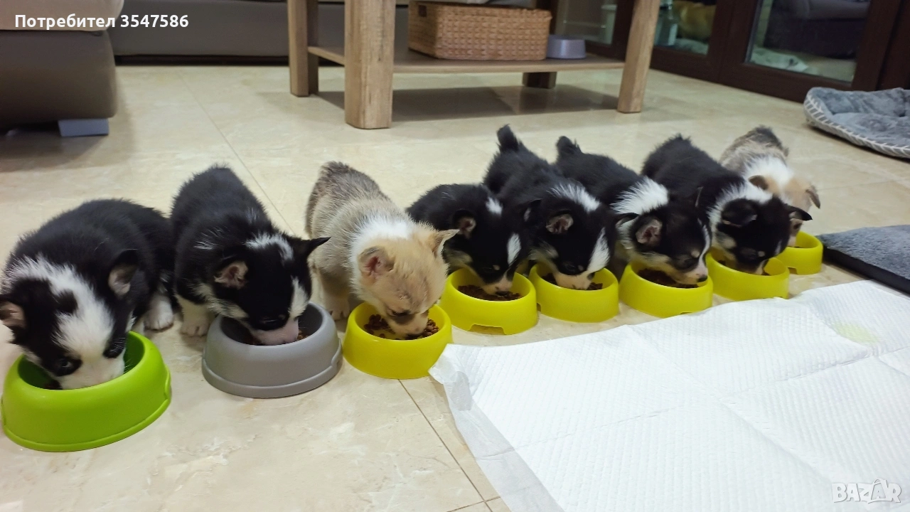 Трицветни кученца Уелско корги пембрук – приемат се резервации, снимка 1