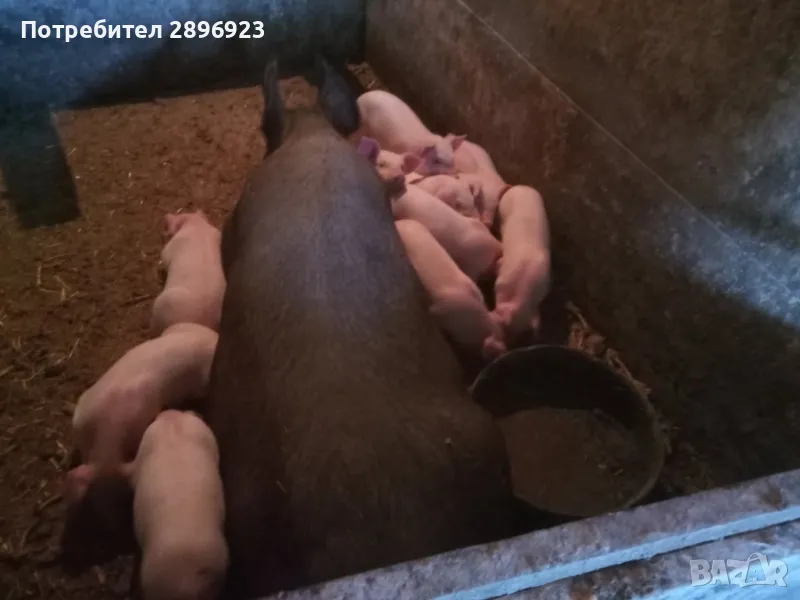 Малки прасенца, снимка 1