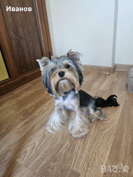 Йоркширски териер Мъжки , снимка 1