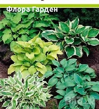 КОРЕНИЩА - ХОСТА и други МНОГОГОДИШНИ , снимка 1