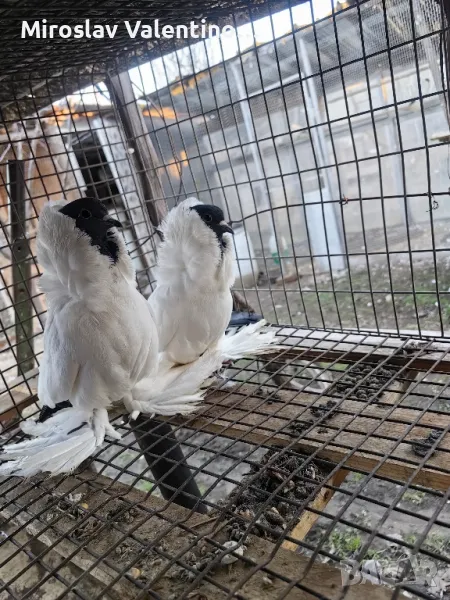 шмалкалденски монахини, снимка 1