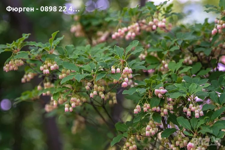 Енкиантус/ Enkianthus Campanulatus, снимка 1