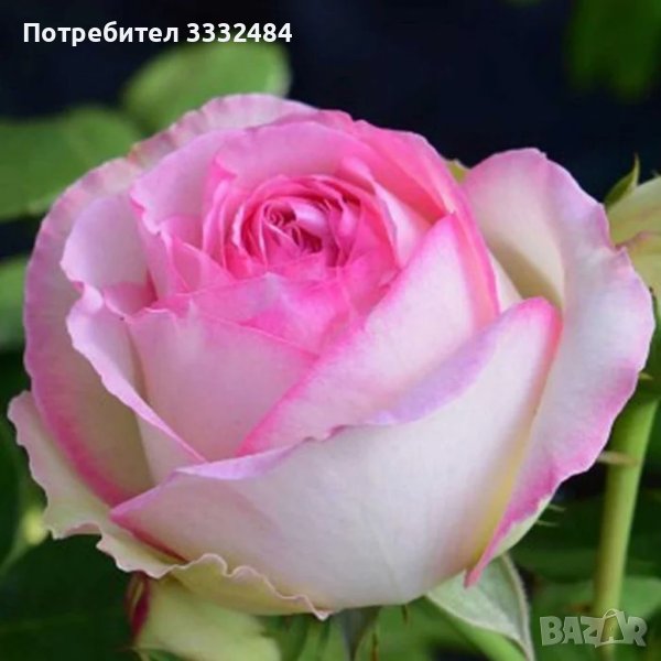 Роза 59, снимка 1