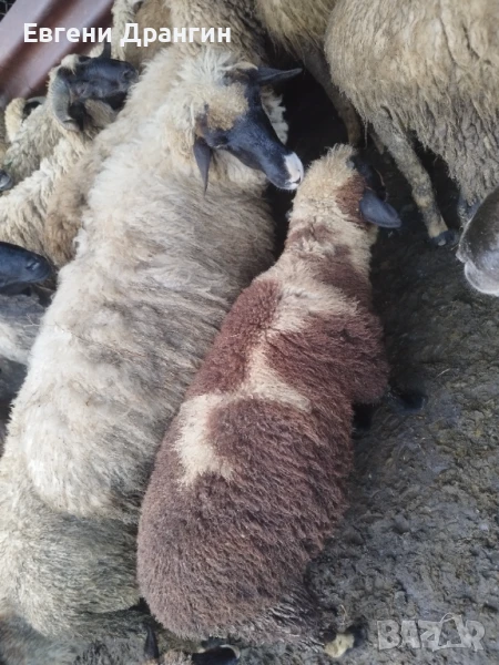 Продавам агнета, шилета и кочлета за курбан, снимка 1