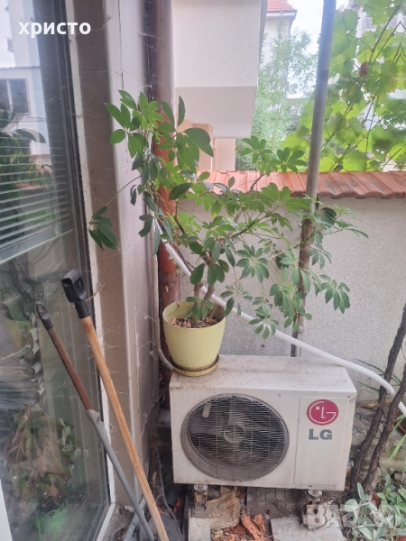 Продавам шефлера 10лв., снимка 1