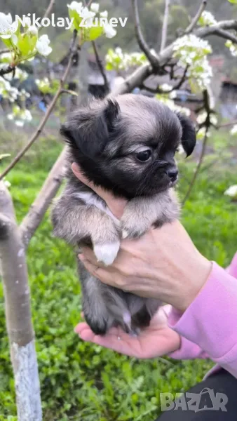 Дългокосместо чихуахуа , снимка 1