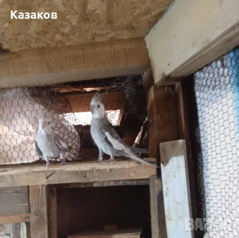 Продавам чифт белолики корели