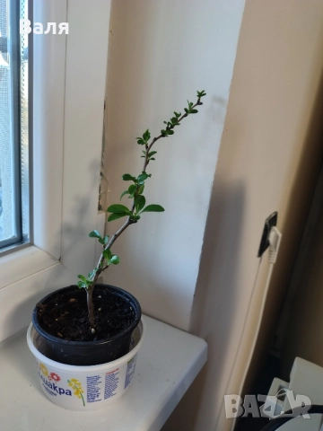 Японска дюля , снимка 3 - Разсади - 52525212