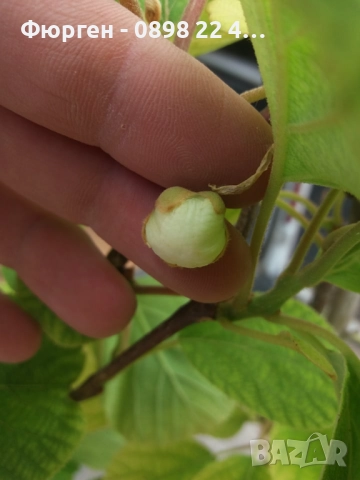 Фиданки Киви Голд - Златно киви, снимка 6 - Разсади - 38115114