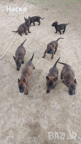 Холандска овчарка, снимка 5 - Белгийска овчарка - 52484592