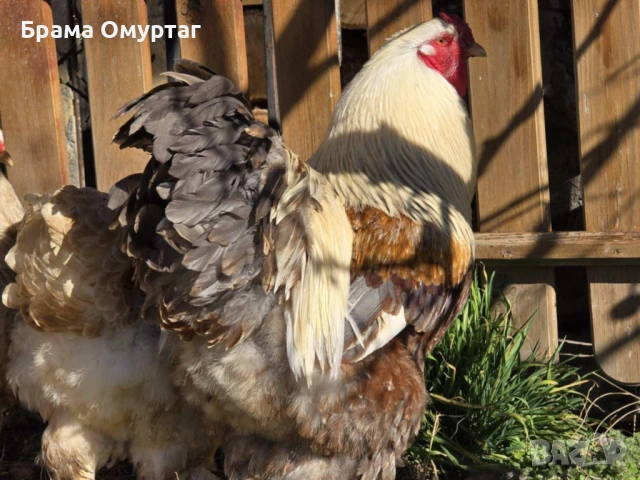 Продавам разплодни яйца от Сьомгова брама [Salmon Brahma]