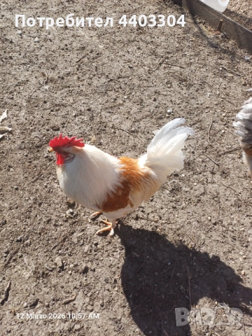 Петли , снимка 6 - други­ - 53854136