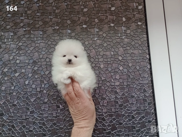 Бели миниатюрни минита. Померани. Реални снимки ! Миниатюрни !!!, снимка 2 - Померан - 53770586