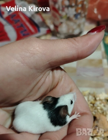 Подарявам две мишки панда