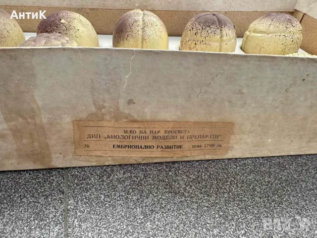 Соц Учебен Макет Модел Ембрионално Развитие при Човека, снимка 2 - Антикварни и старинни предмети - 50384228