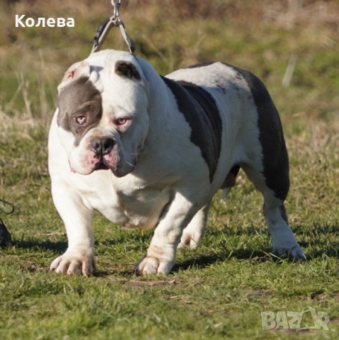 Американско були - мъжки, снимка 2 - Други - 53505493