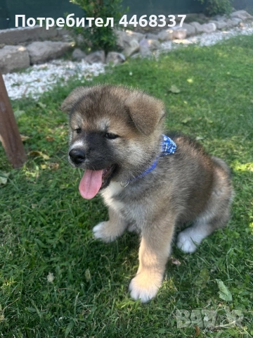Бебета Акита Ину, снимка 12 - Акита ину - 51249133