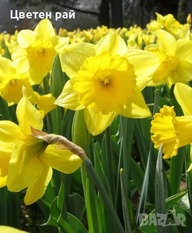 Луковици на нарциси микс 10бр , снимка 4 - Градински цветя и растения - 51559441