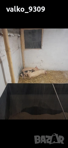 малки прасенца 3 бр 