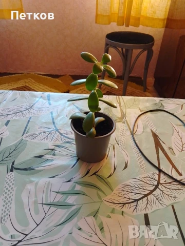 Цветя , снимка 2 - Стайни растения - 51311093